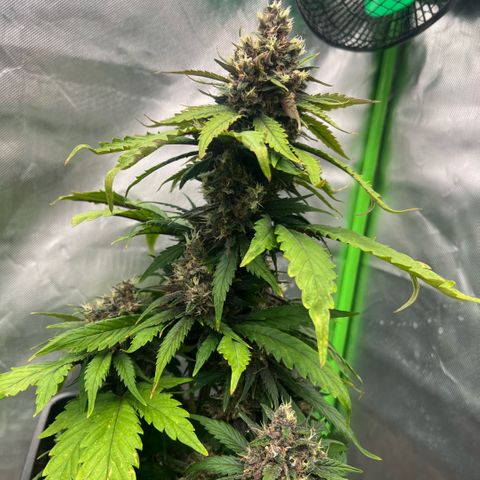Ganja Fast bud Varietà sconosciuta  growlog timeline photo