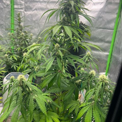 Ganja Fast bud Varietà sconosciuta  growlog timeline photo