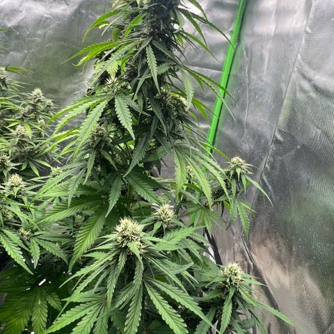 Ganja Fast bud Varietà sconosciuta  growlog timeline photo