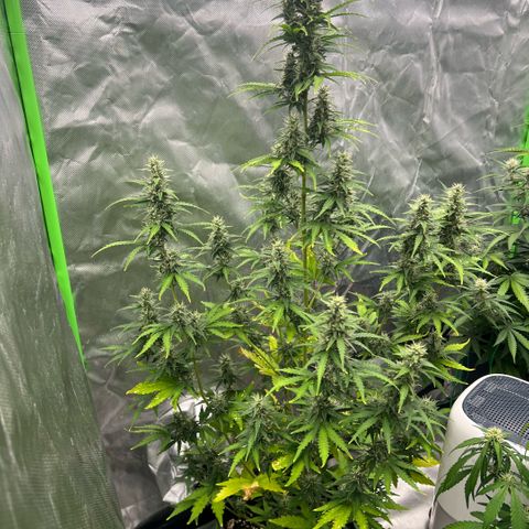 Ganja Fast bud Varietà sconosciuta  growlog timeline photo