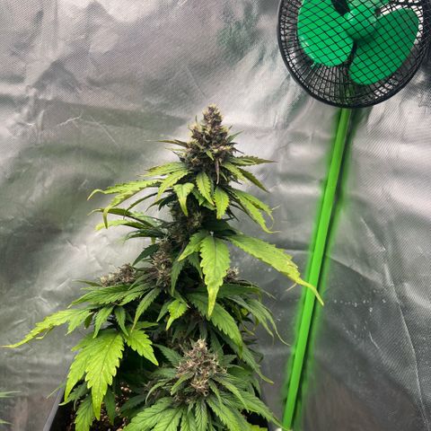 Ganja Fast bud Varietà sconosciuta  growlog timeline photo