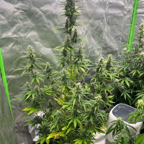 Ganja Fast bud Varietà sconosciuta  growlog timeline photo