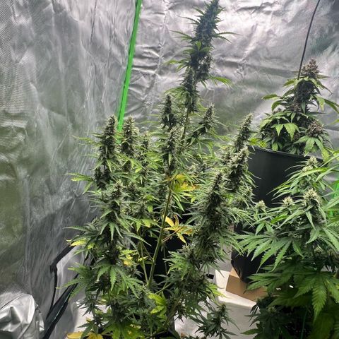 Ganja Fast bud Varietà sconosciuta  growlog timeline photo