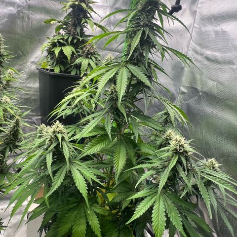 Ganja Fast bud Varietà sconosciuta  growlog timeline photo