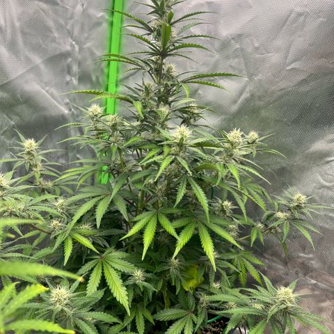 Ganja Fast bud Varietà sconosciuta  growlog timeline photo