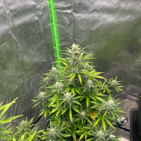 Ganja Fast bud Varietà sconosciuta  growlog timeline photo