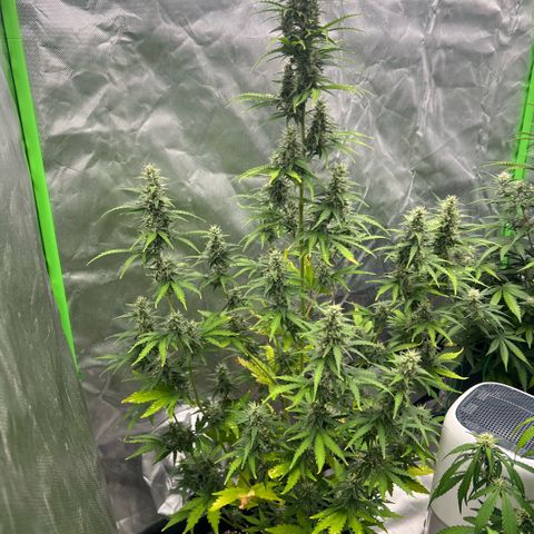 Ganja Fast bud Varietà sconosciuta  growlog timeline photo