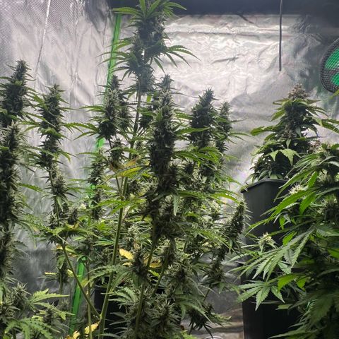 Ganja Fast bud Varietà sconosciuta  growlog timeline photo