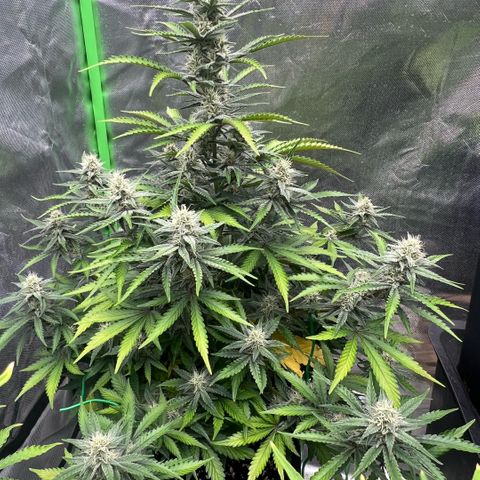 Ganja Fast bud Varietà sconosciuta  growlog timeline photo