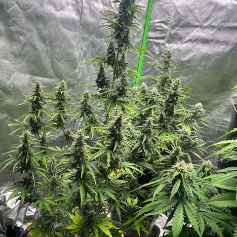 Ganja Fast bud Varietà sconosciuta  growlog timeline photo
