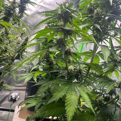 Ganja Fast bud Varietà sconosciuta  growlog timeline photo