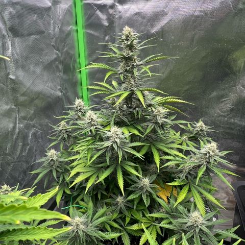 Ganja Fast bud Varietà sconosciuta  growlog timeline photo