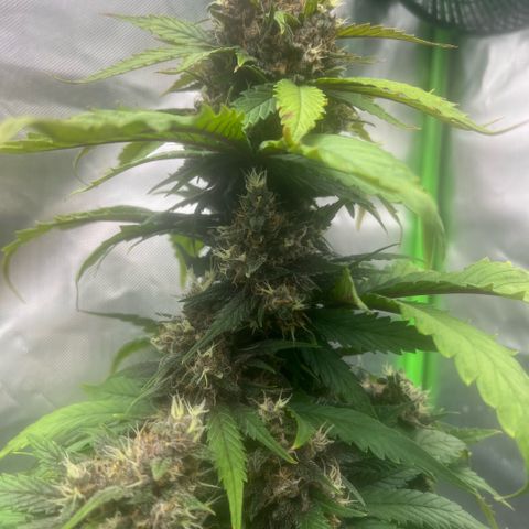 Ganja Fast bud Varietà sconosciuta  growlog timeline photo