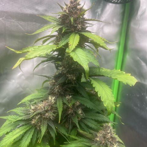 Ganja Fast bud Varietà sconosciuta  growlog timeline photo