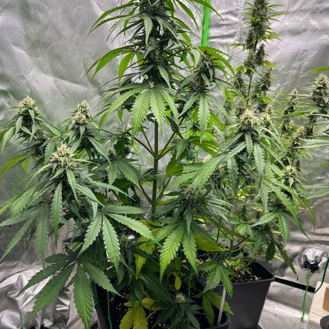 Mary mix pack fast bud growlog timeline photo