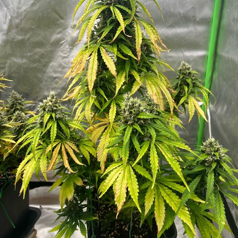 Mary mix pack fast bud growlog timeline photo