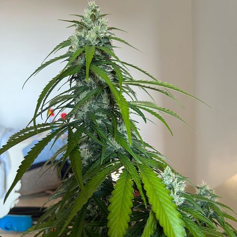 Mary mix pack fast bud growlog timeline photo