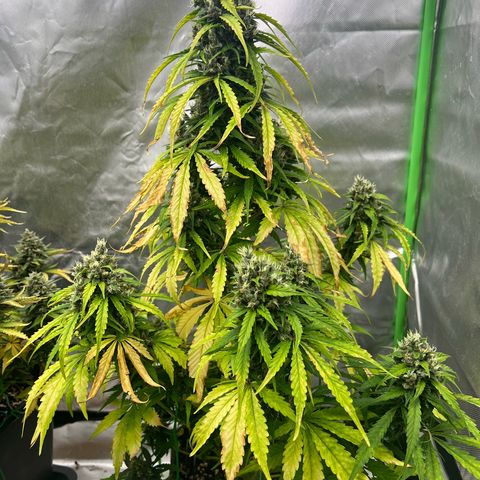 Mary mix pack fast bud growlog timeline photo