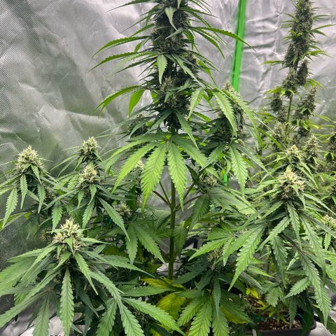 Mary mix pack fast bud growlog timeline photo