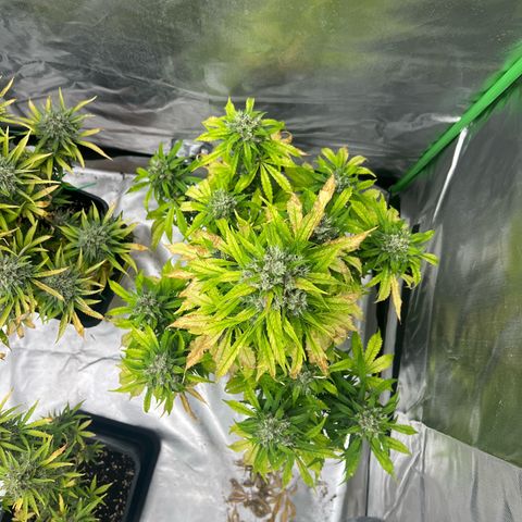 Mary mix pack fast bud growlog timeline photo