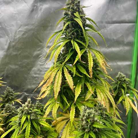 Mary mix pack fast bud growlog timeline photo