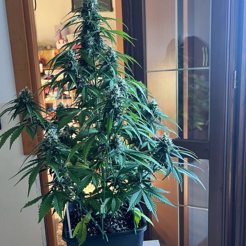 Mary mix pack fast bud growlog timeline photo