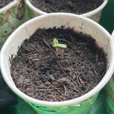 Bella Blue growlog photo: Up up