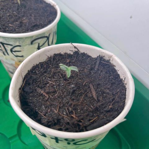 Bella Blue growlog photo: Very strong start 🤽🏻‍♂️🚀