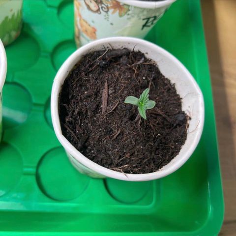 Bella Blue growlog photo: Ouh Bella 😘