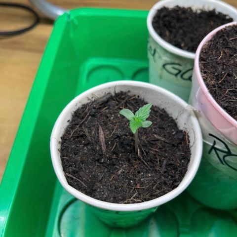 Bella Blue growlog photo: Little moves only today