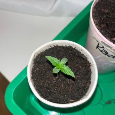 Bella Blue growlog photo: 2. Etage is coming