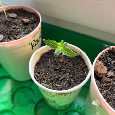 Bella Blue growlog photo: Going well 👍🏼