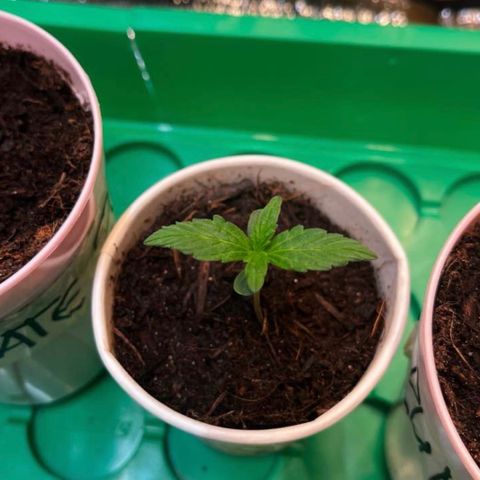 Bella Blue growlog photo: B Yum Yum