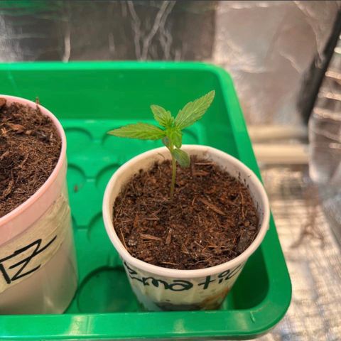 Bella Blue growlog photo: Still a beauty 