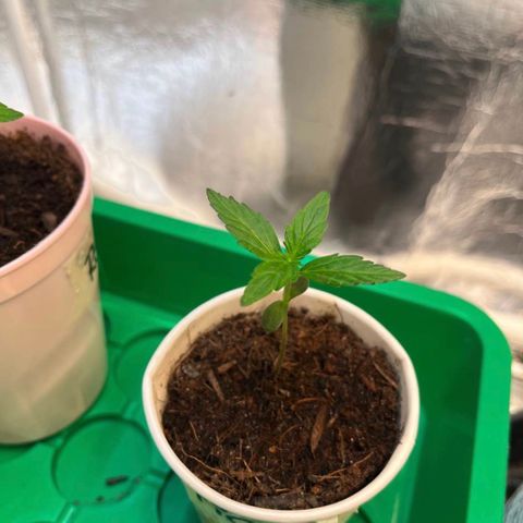 Bella Blue growlog photo: Sexy one 