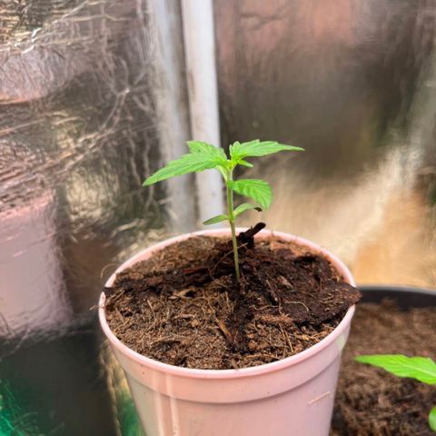 Bella Blue growlog photo: Stretch
