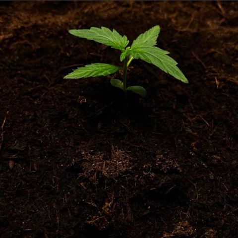 Bella Blue growlog photo: Big Pot for everyone !!!
