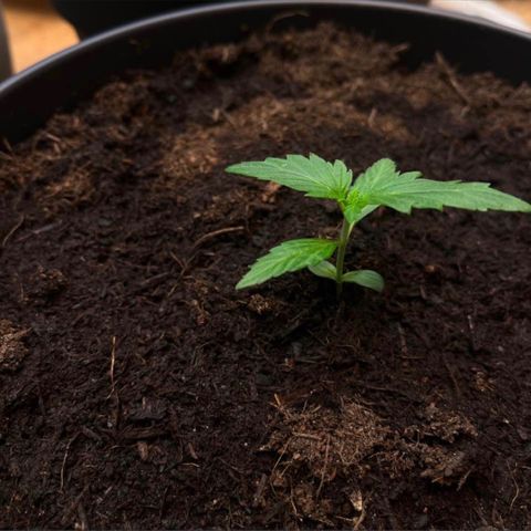 Bella Blue growlog photo: Today is a good day 