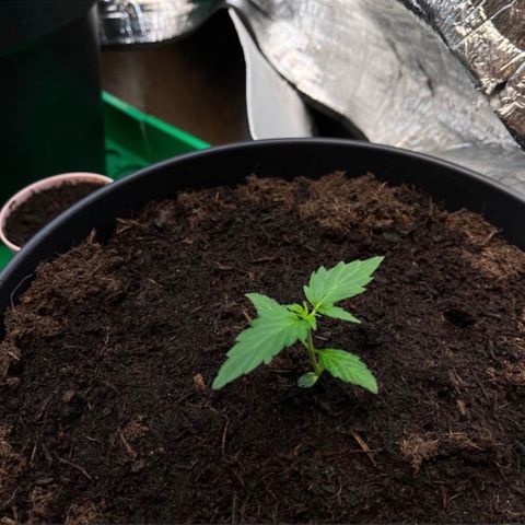 Bella Blue growlog photo: 100% BIO PLANT