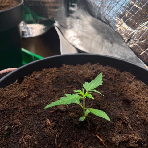 Bella Blue growlog photo: The normal way 