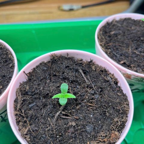 Renate growlog photo: Slowly movement today