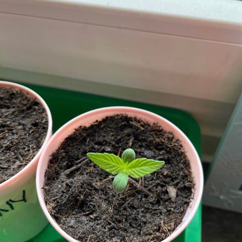 Renate growlog photo: Good old Lady 😘