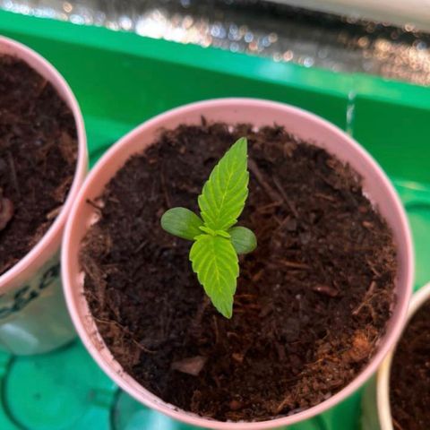 Renate growlog photo: Don’t care about others 