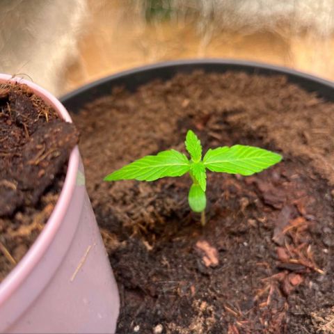 Renate growlog photo: GRANNY