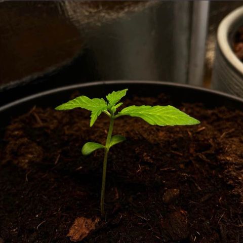 Renate growlog photo: Big Pot for everyone !!!
