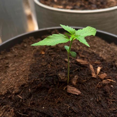Renate growlog photo: Going easy but constant