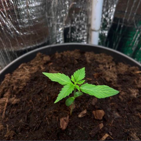 Renate growlog photo: 100% BIO PLANT