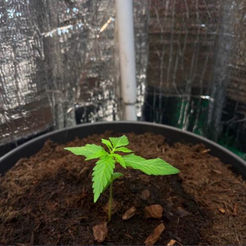 Renate growlog photo: The normal way and with Bella on of the beautiful one‘s