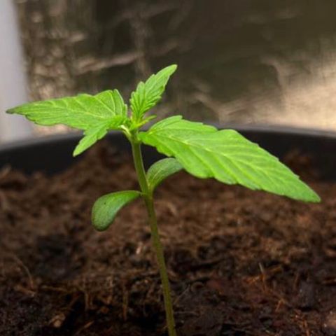 Renate growlog timeline photo