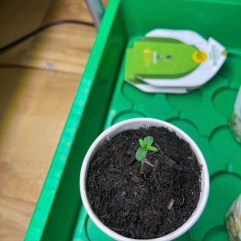 Radical Russian growlog photo: Stay radical